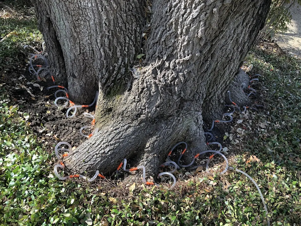 Detailed Tree Cabling and Bracing job site in York New Salem