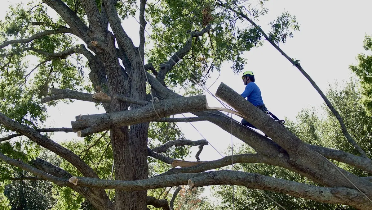 Professional Hazardous Tree Removal performed by certified arborists in York New Salem