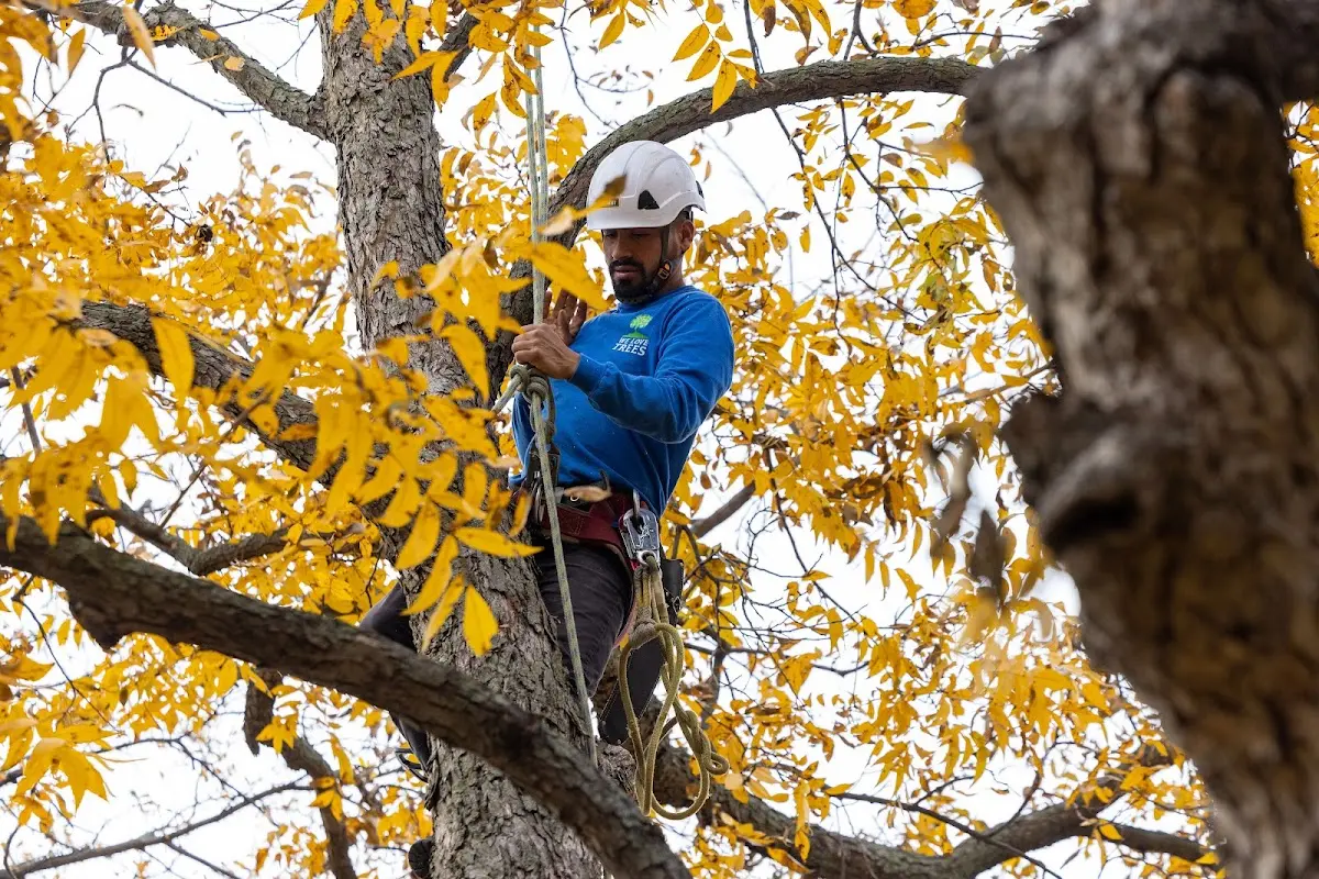 Skilled Tree Pruning crew working in York New Salem