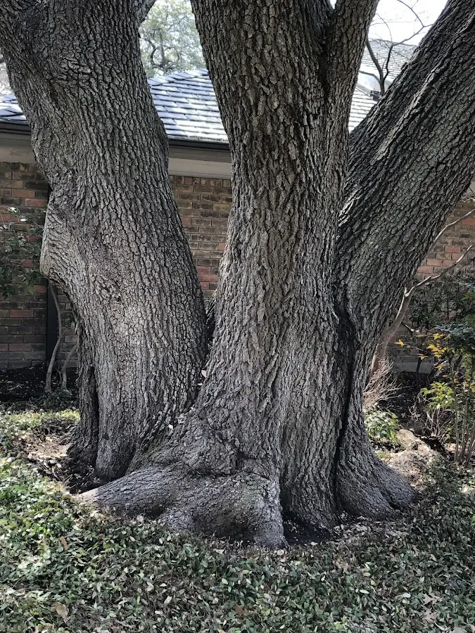 Mature heritage tree close to a York New Salem property cared for by certified arborists